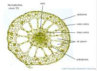 03_Myriophyllum x40_labels.jpg